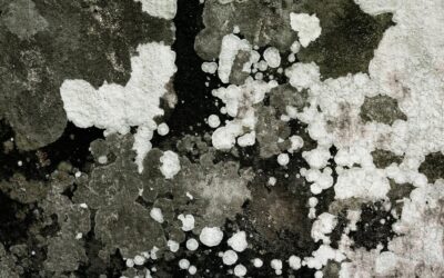 Close-up of various types of mold growth on a surface, highlighting health risks associated with mold in homes, relevant to home maintenance and cleaning discussions.