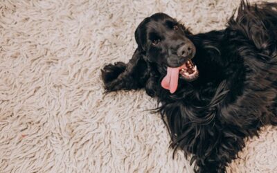 Black cocker spaniel lying on a fluffy carpet, showcasing a playful expression, relevant to pet odor removal and carpet cleaning services.