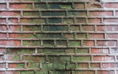 Moldy brick wall background illustrating potential mold issues in homes, relevant to effective mold remediation tips.