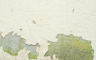 Mold Remediation in Humid Climates: Tips for Rockford Residents