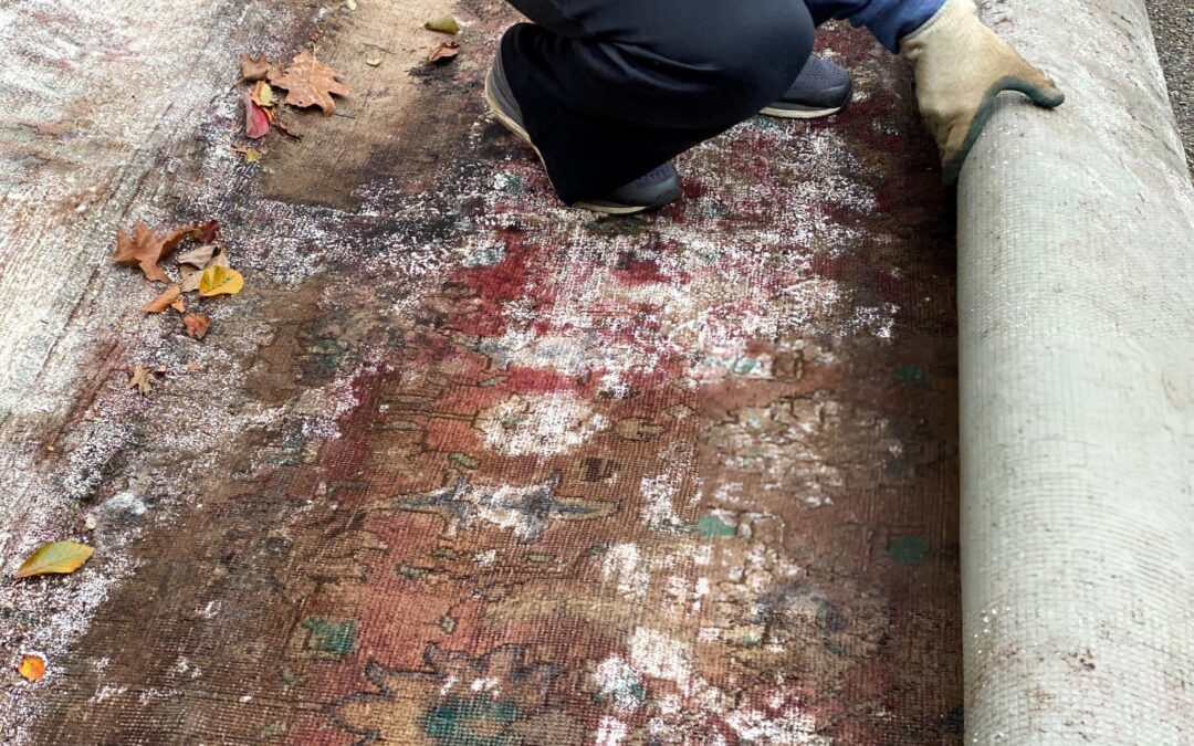 Person inspecting a rolled-up carpet showing visible mold and debris, emphasizing the importance of mold prevention for carpets in home environments.