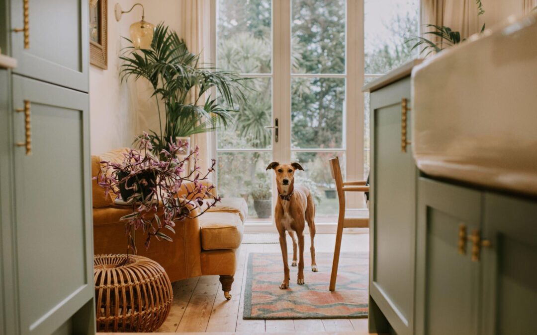 Dog standing on a colorful rug in a bright, inviting living space with plants and a yellow sofa, emphasizing the importance of maintaining rugs during high-traffic periods.